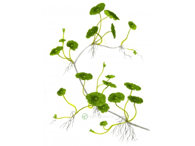 Hydrocotyle verticillata (Delenie rastlín Tropica - Košík)