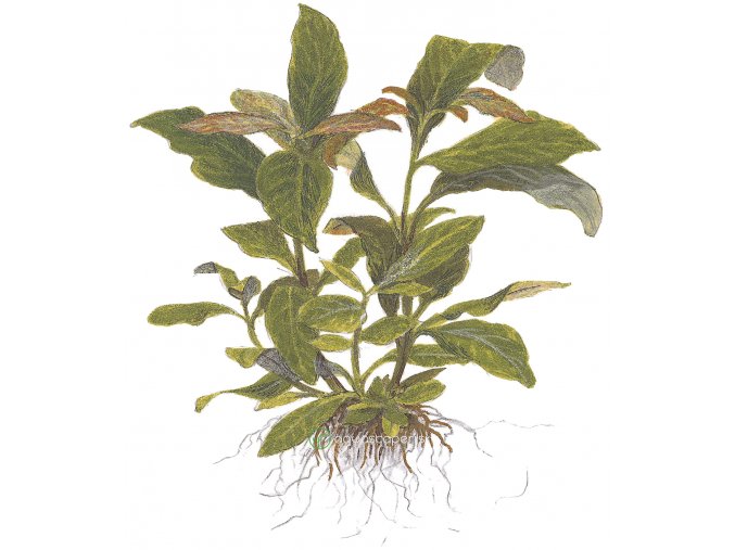 Hygrophila 'Siamensis' (Delenie rastlín Tropica - XL košík)