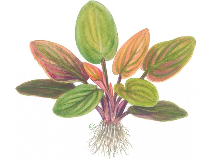 Lagenandra meeboldii 'Red' (Delenie rastlín Tropica - Košík)