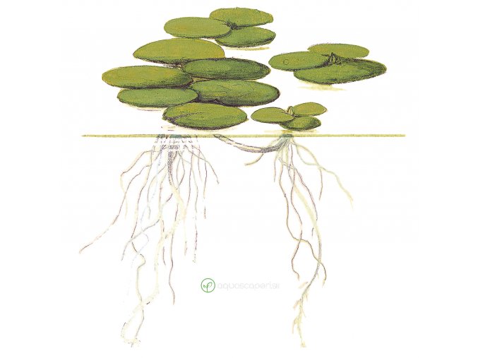 Limnobium laevigatum (Delenie rastlín Tropica - 1­2­GROW! ­ Laboratórne pestované rastliny)