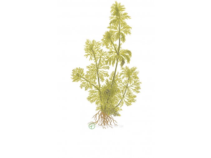 Limnophila sessiliflora (Delenie rastlín Tropica - košík v samostatnom balení)