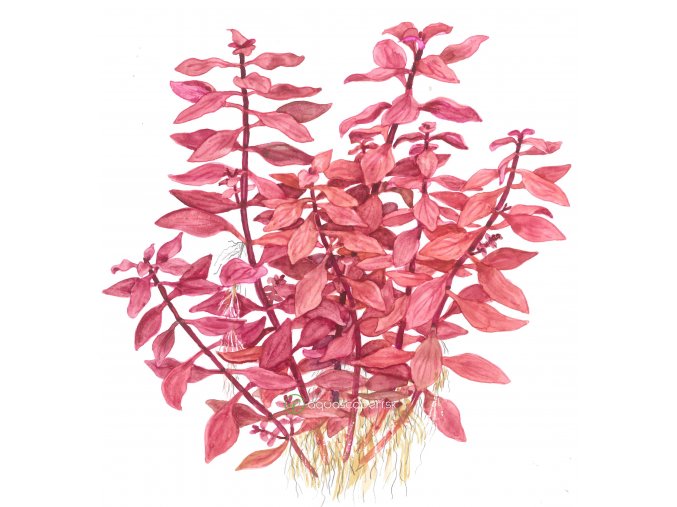 Ludwigia palustris (Delenie rastlín Tropica - Košík)