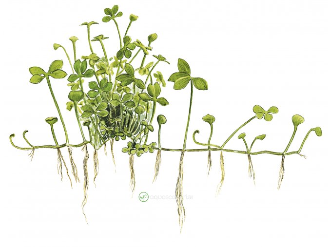 Marsilea hirsuta (Delenie rastlín Tropica - 1­2­GROW! ­ Laboratórne pestované rastliny)