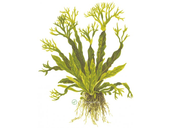 Microsorum pteropus 'Windeløv' (Delenie rastlín Tropica - na dreve s prísavkou)