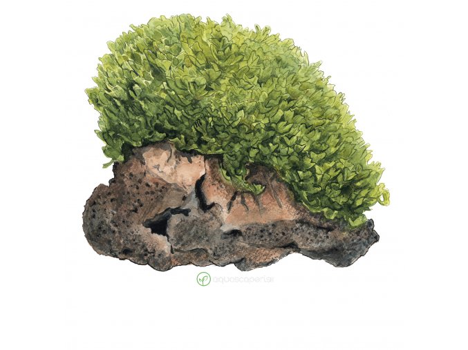Monosolenium tenerum (Delenie rastlín Tropica - na lávovom kameni - XL)