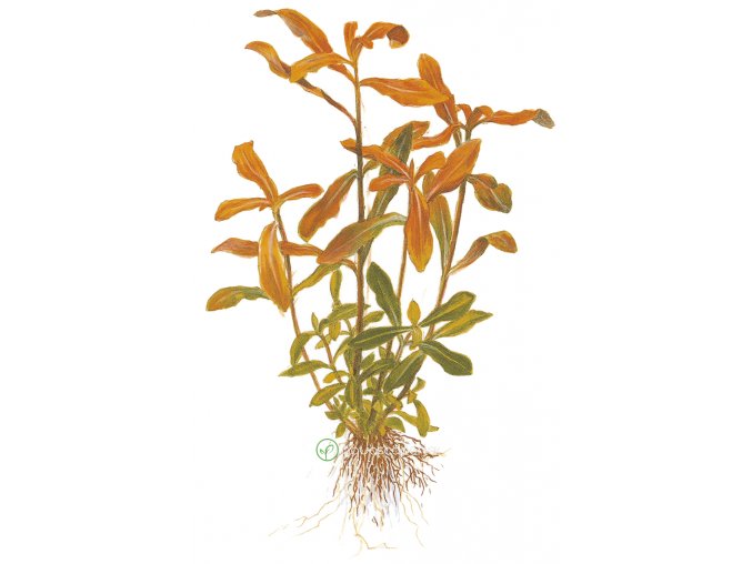 Nesaea crassicaulis (Delenie rastlín Tropica - Košík)
