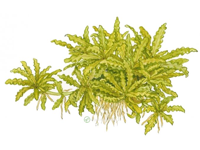 Pogostemon helferi (Delenie rastlín Tropica - na lávovom kameni - XL)