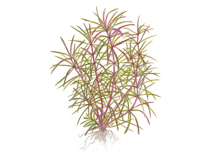 Pogostemon stellata (Delenie rastlín Tropica - Košík)