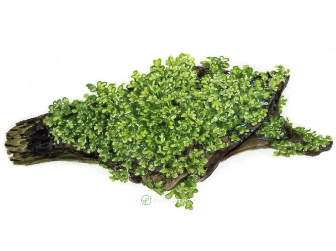 Riccardia chamedryfolia (Delenie rastlín Tropica - porcia)