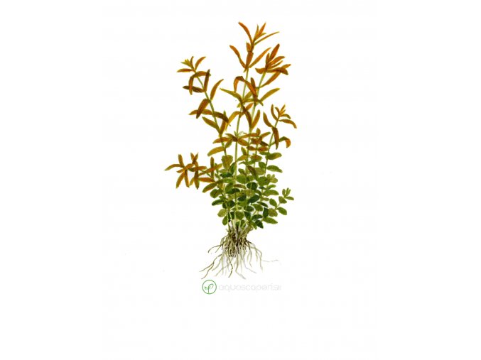Rotala rotundifolia (Delenie rastlín Tropica - 1­2­GROW! ­ Laboratórne pestované rastliny)