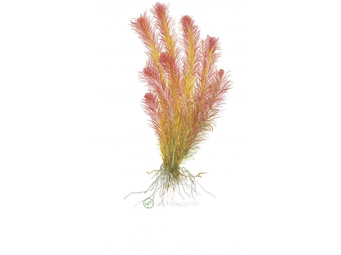 Rotala wallichii (Delenie rastlín Tropica - 1­2­GROW! ­ Laboratórne pestované rastliny)