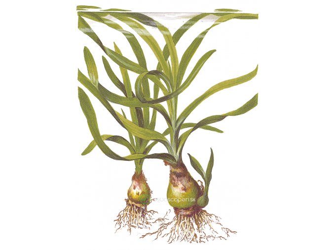 Crinum thaianum (Delenie rastlín Tropica - XL košík)