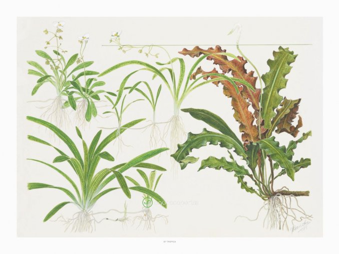 Tropica Art Poster (Druh Art Poster Crinum 40x30cm)