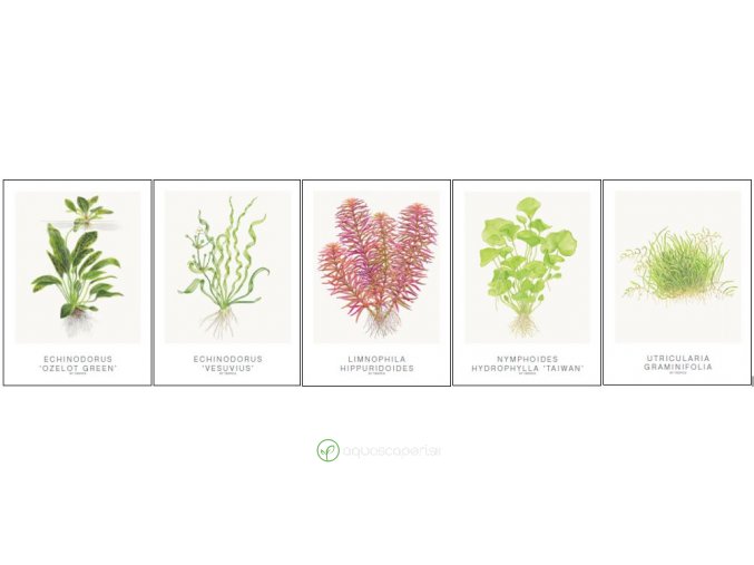 8012 tropica art cards set 2