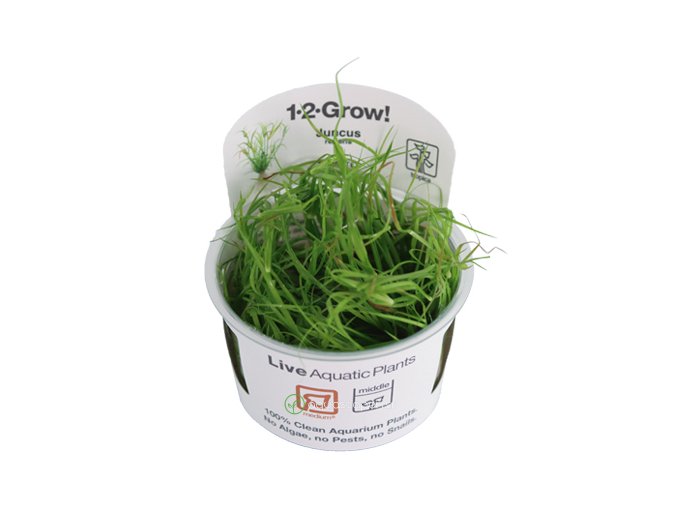 Limitovaná ponuka: Juncus repens