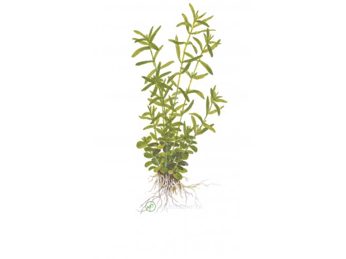 Rotala rotundifolia 'Green' (Delenie rastlín Tropica - 1­2­GROW! ­ Laboratórne pestované rastliny)