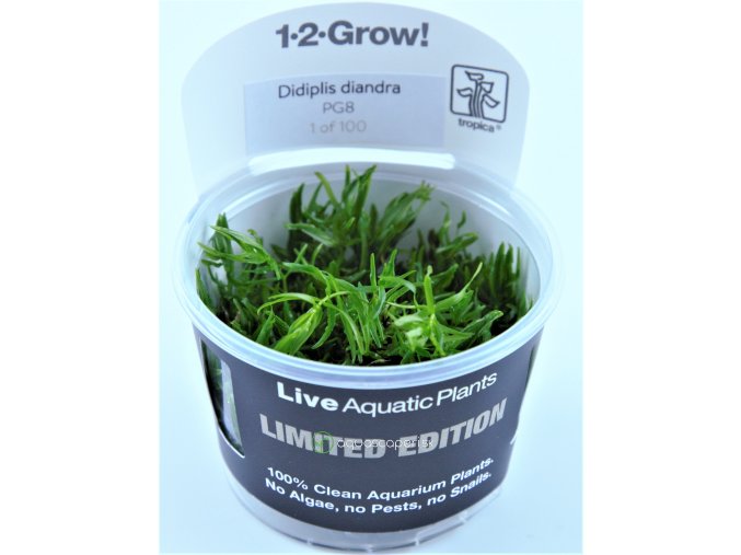 Limitovaná edícia: Didiplis diandra 1-2-Grow! (Delenie rastlín Tropica - 1­2­GROW! ­ Laboratórne pestované rastliny)