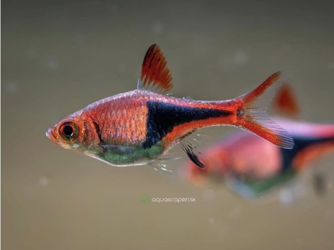 Razbora klinoškvrnná - Rasbora (Trigonostigma) heteromorpha