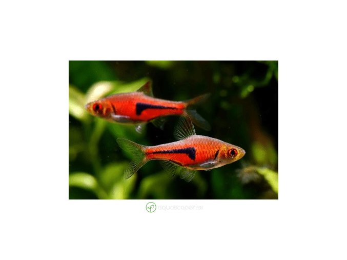 9294 razbora espeho rasbora espei