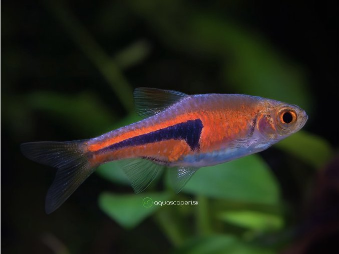 Razbora Espeho - Rasbora espei