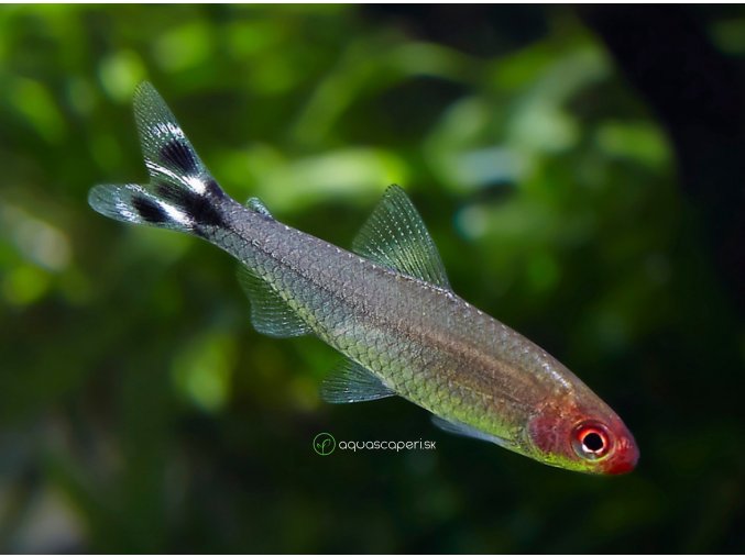 Tetra červenoústa - Hemigrammus rhodostomus