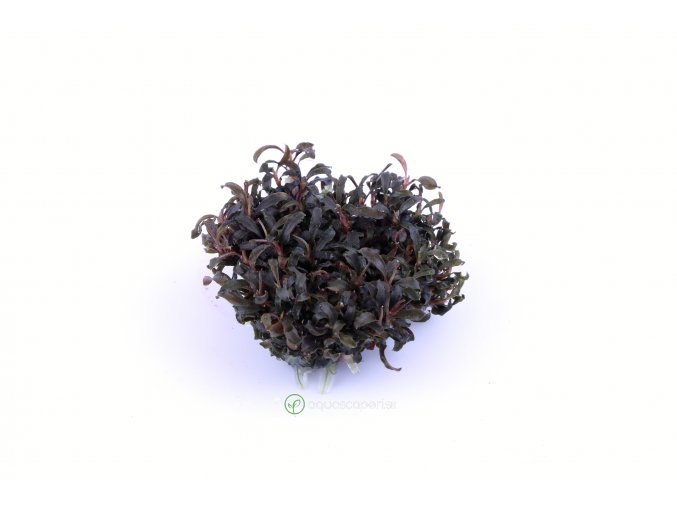 Bucephalandra 'Kedagang' 1.2.Grow - In vitro
