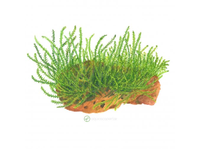 Leptodictyum riparium (Delenie rastlín Tropica - 1­2­GROW! ­ Laboratórne pestované rastliny)