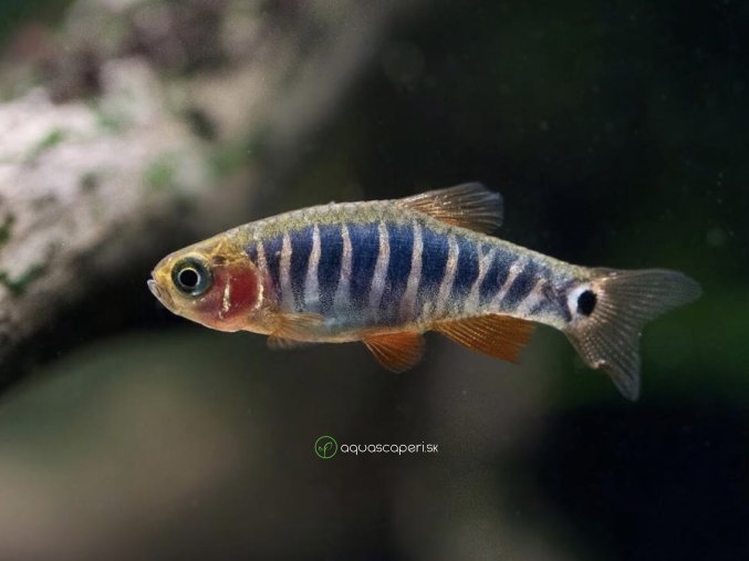 Razbora Barmská - Danio erythromicron