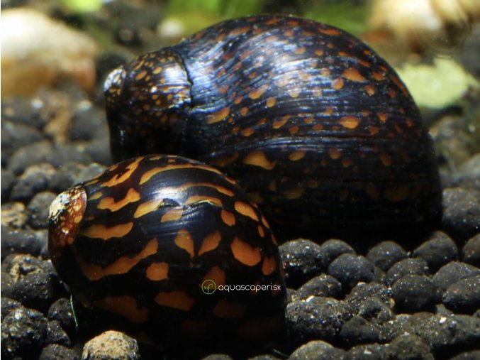 Slimák Neritina sp. variegata - Batik snail