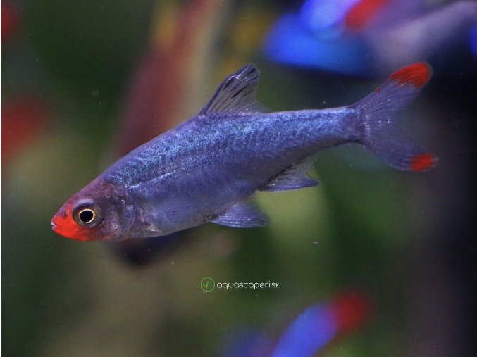 Razbora Sawbwa – Rasbora Sawbwa