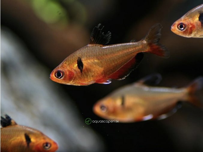 Tetra Krvavá – Hyphessobrycon Eques