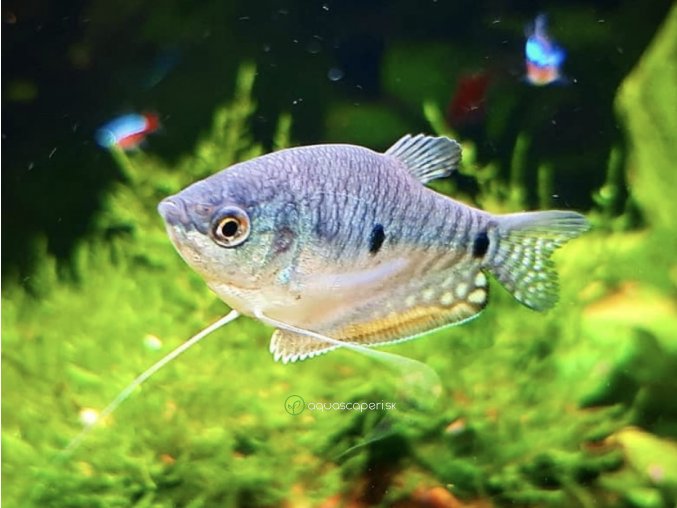 Gurama modrá – Trichopodus trichopterus sumatranus