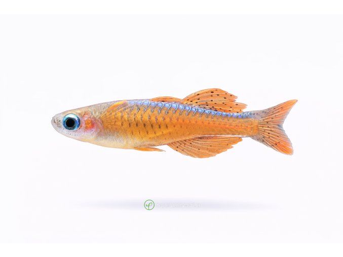 Emerald Dwarf Rasbora v plave