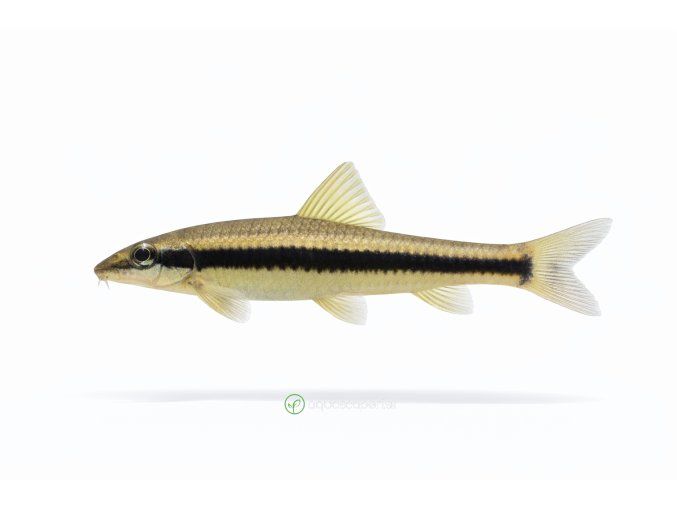 Siamese Algae Eater na bielom pozadí