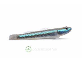 Ryba Stiphodon semoni v profile