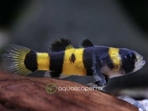 Hlavačka Zlatopasá/ Bumblebee - Brachygobius doriae