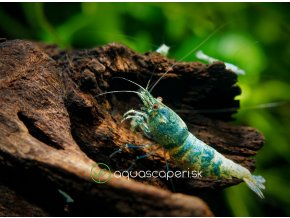 Kreveta - Caridina Taiwan Bee BLUE BOLT