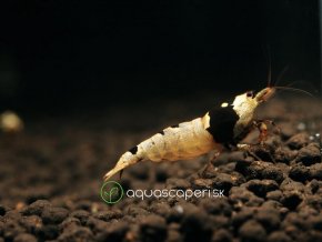 Kreveta – Caridina - Black Bee