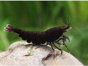 Neocaridina Davidi Choco