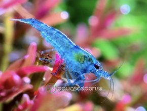 Neocaridina Davidi BLUE Jelly