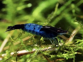 Neocaridina Davidi Blue Carbon Rili