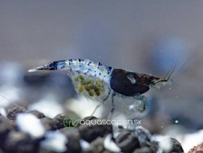 Neocaridina Davidi Carbon Rili