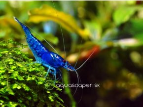 Neocaridina Davidi Blue (velvet)