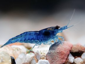 Neocaridina Davidi Blue (velvet)