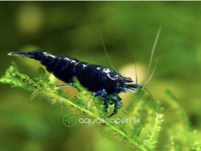 Neocaridina Davidi BLUE SAPPHIRE