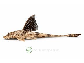 Záver marbled whiptail sumca