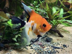 Skalár KOI - Pterophyllum scalare / koi