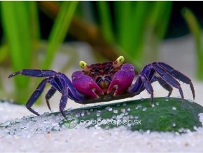 Krab Vampire - Geosesarma / dennerle (vampire purple)