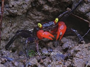 Krab Red Devil - Geosesarma / hagen (red devil)