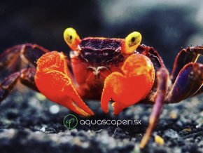 Krab Golden Eye - Geosesarma / sp. Golden eye